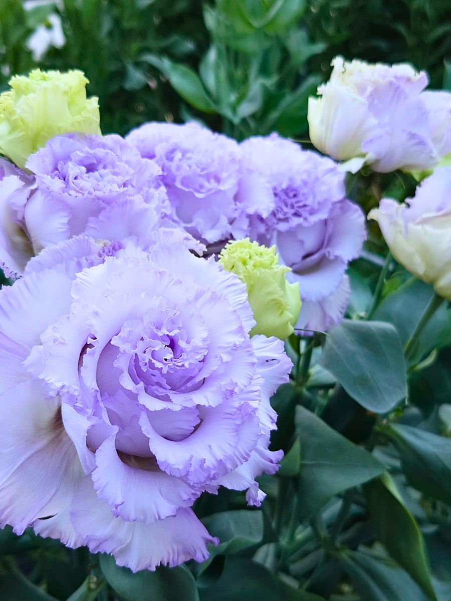 Aucnet Presents the Exceptional Eustoma, Also Called Lisianthus