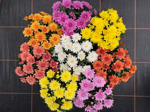 These Pot Chrysanthemums Fit Perfectly Into Any Interior - Chrysanthemum Da Vinci family