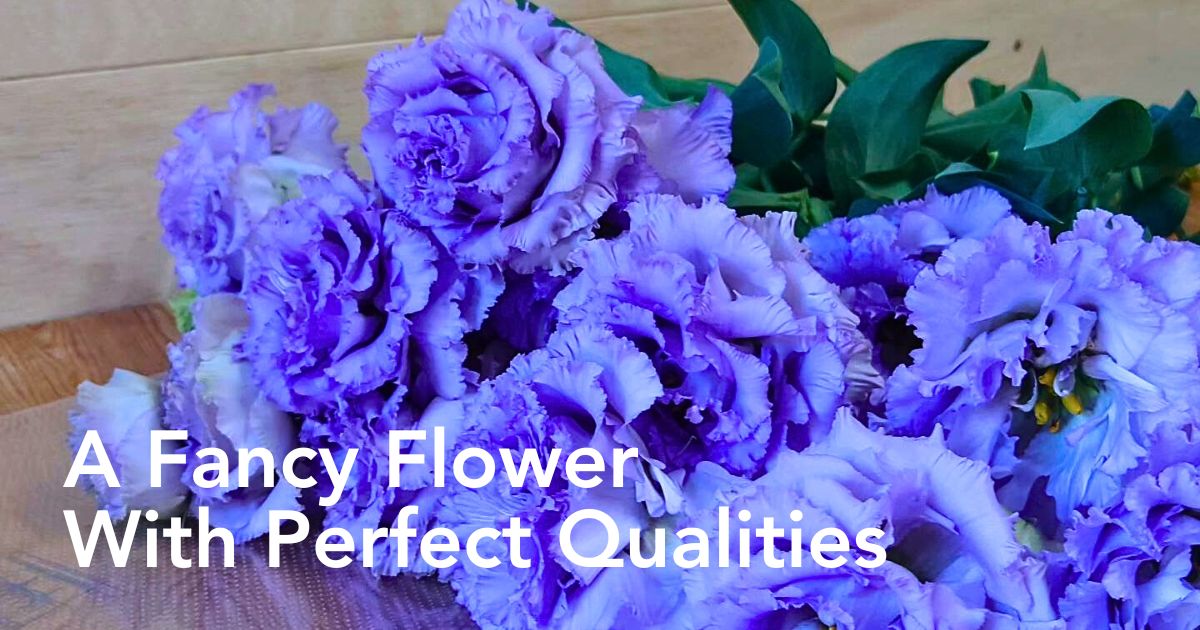 Aucnet Guarantees You Have a Feel of the Exceptional Eustoma, Also Called Lisianthus