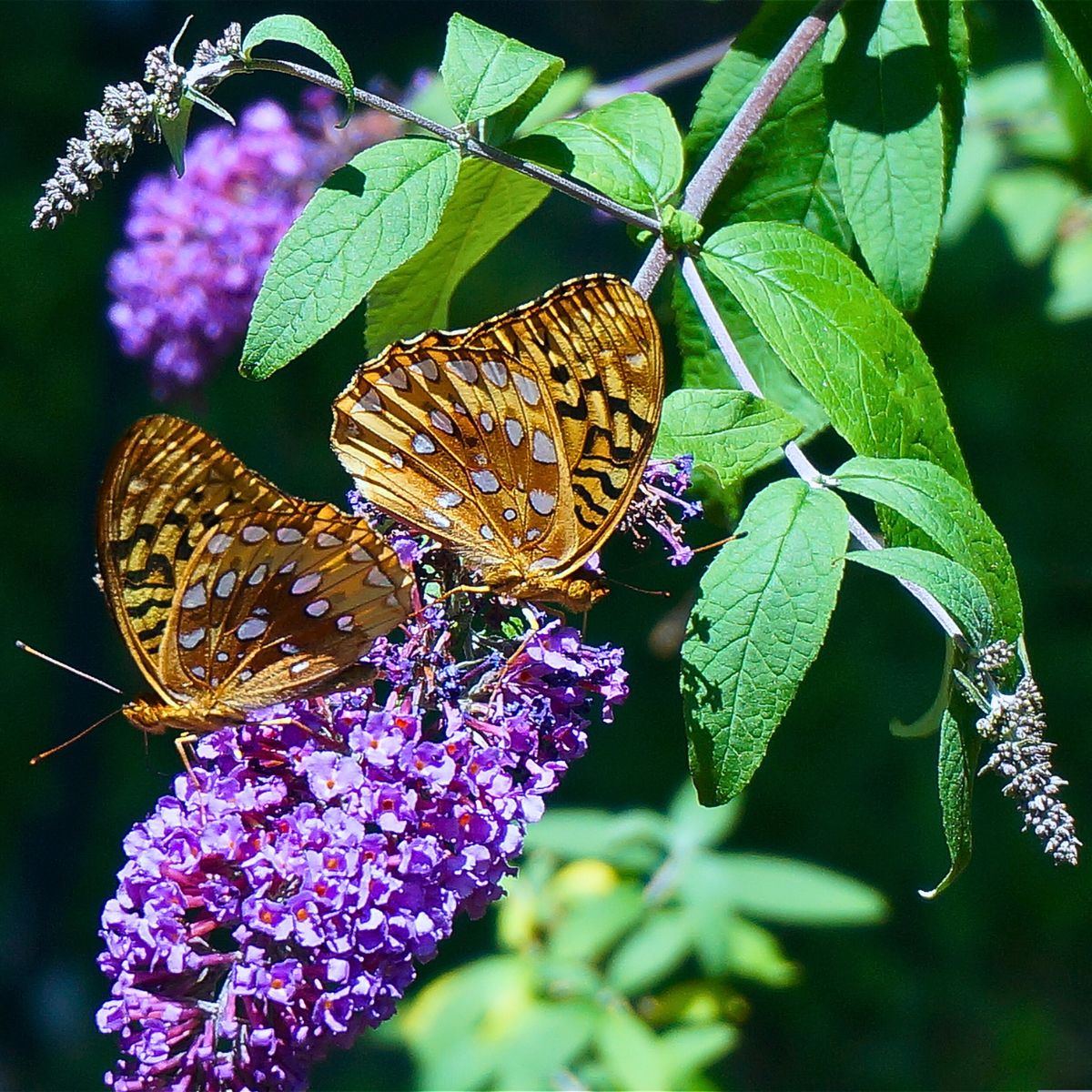 ​Butterfly Bush - A Favorite Nectar Source for Butterflies