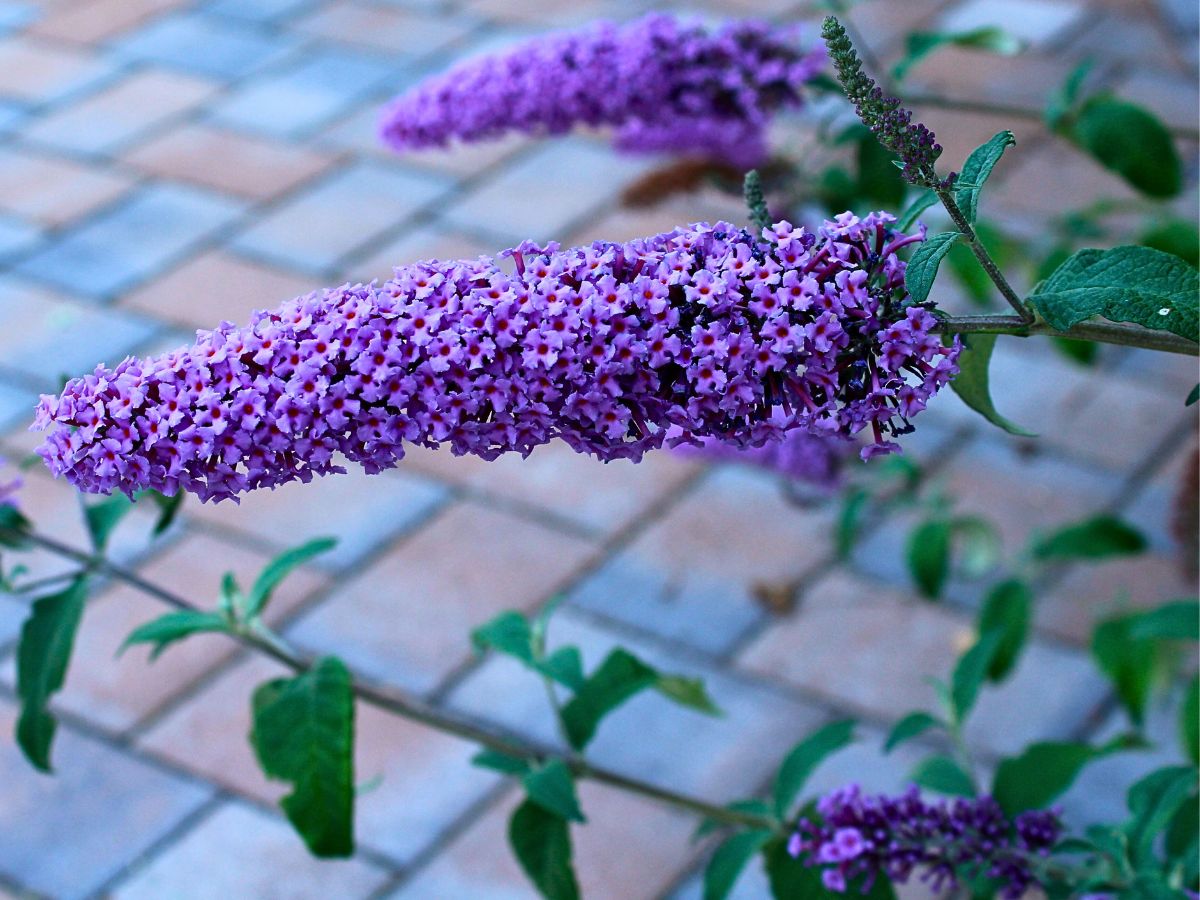 ​Butterfly Bush - A Favorite Nectar Source for Butterflies