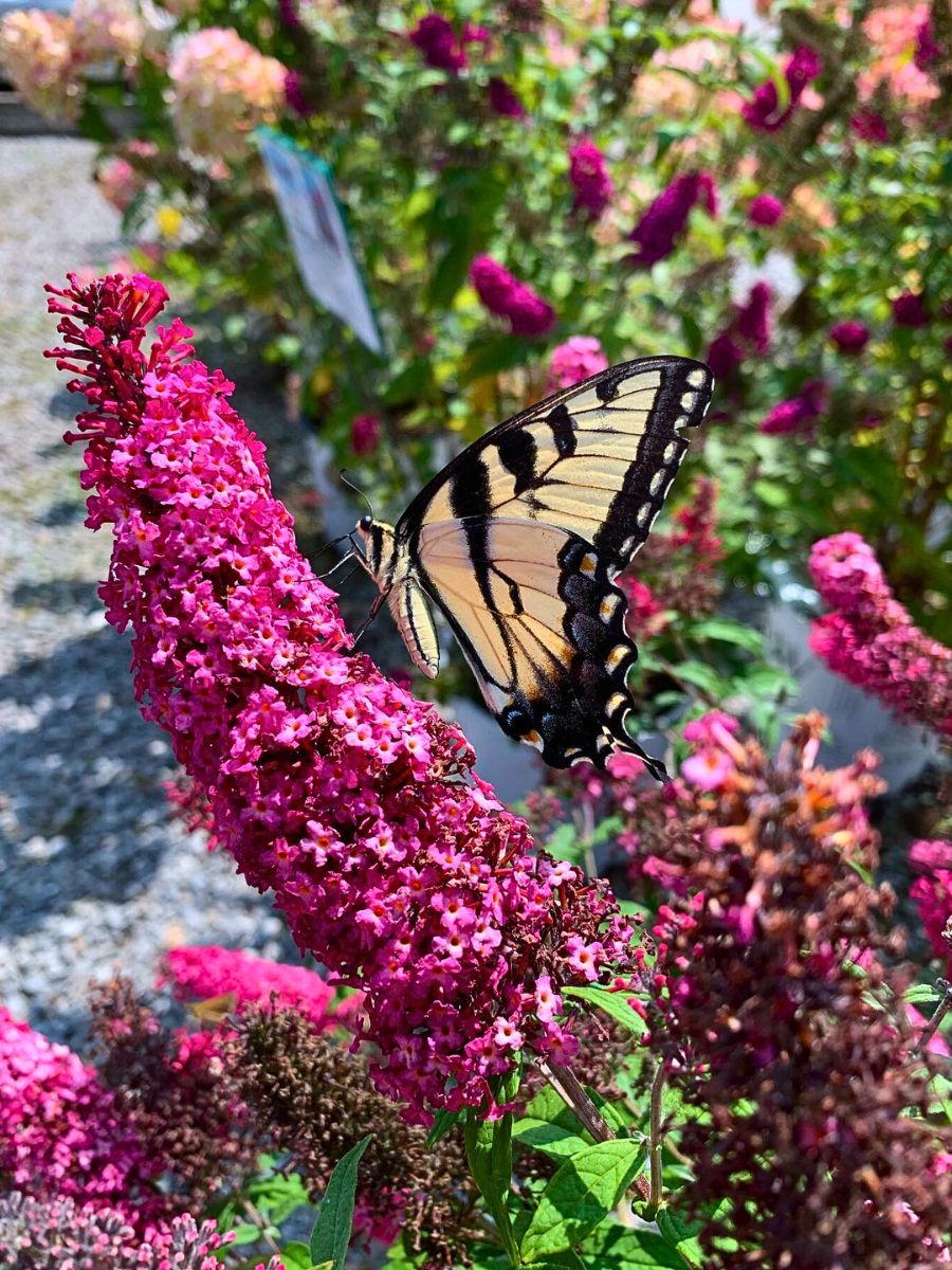 ​Butterfly Bush - A Favorite Nectar Source for Butterflies