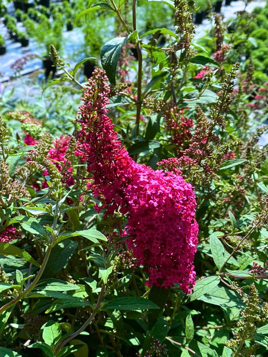 ​Butterfly Bush - A Favorite Nectar Source for Butterflies