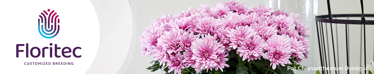 Floritec Banner on Thursd Pot Chrysanthemum Dynamic