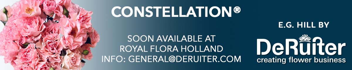 Banner Spray Rose Constellation De Ruiter