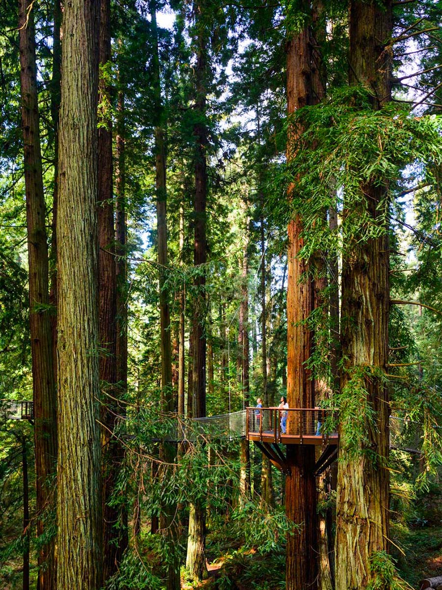 Eureka Sequoia Park California