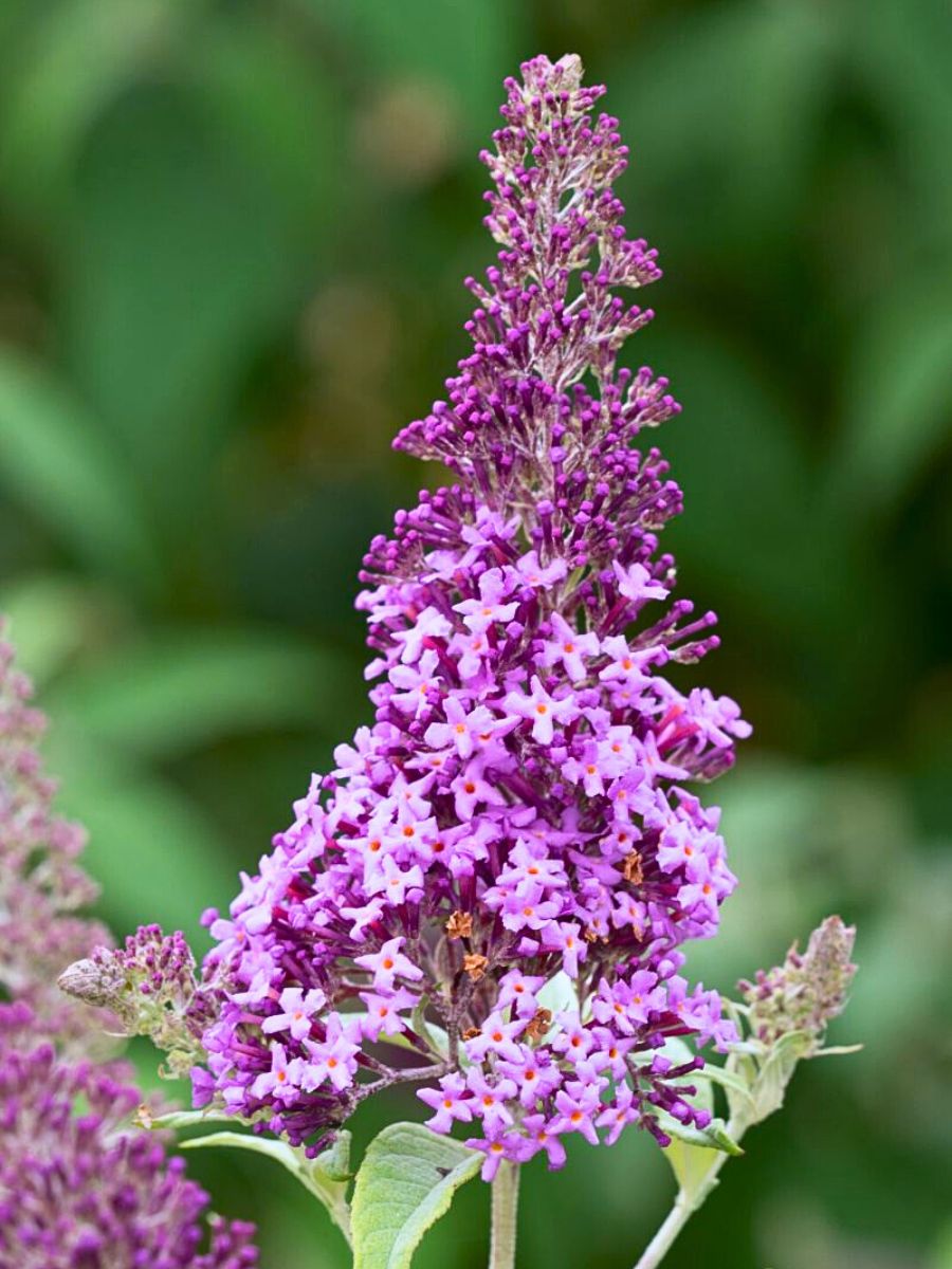 Butterfly Bush - A Favorite Nectar Source for Butterflies