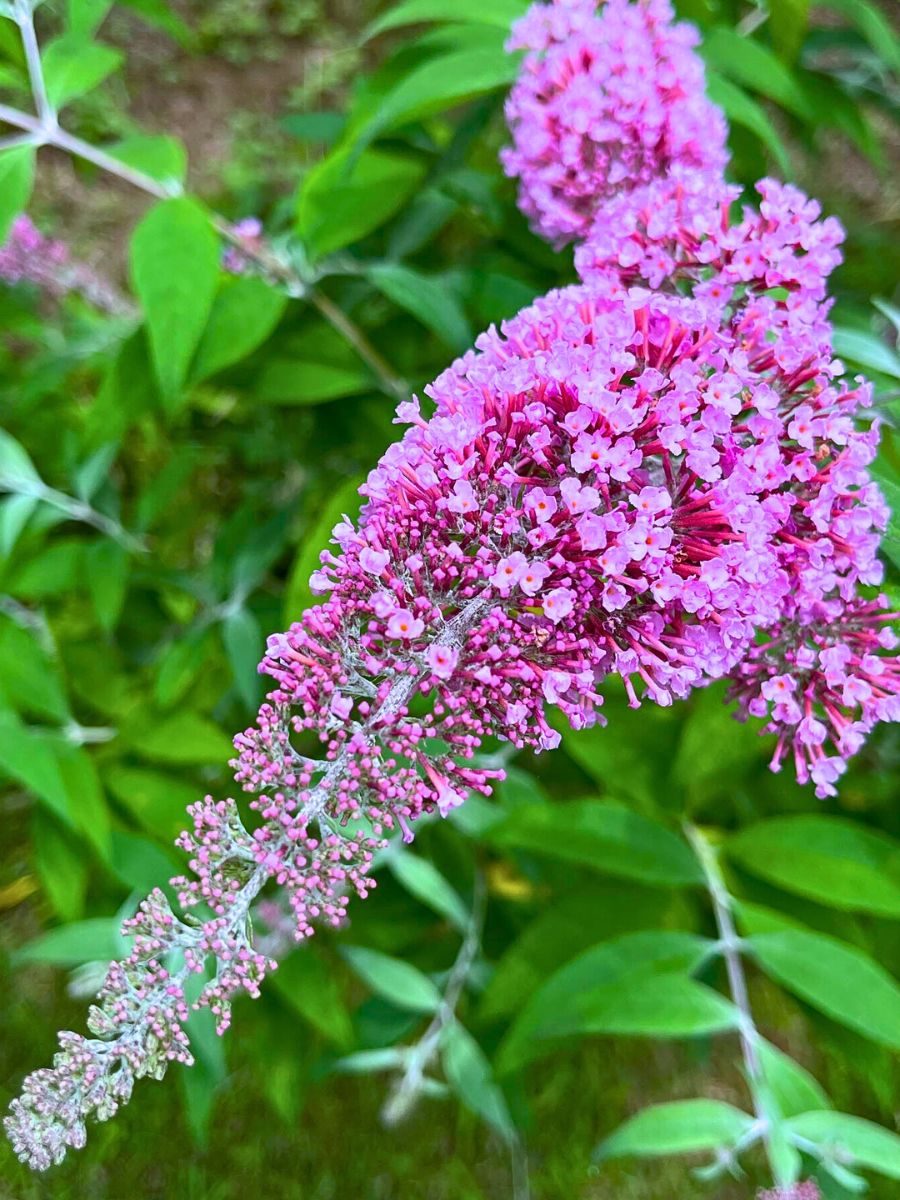 Butterfly Bush - A Favorite Nectar Source for Butterflies