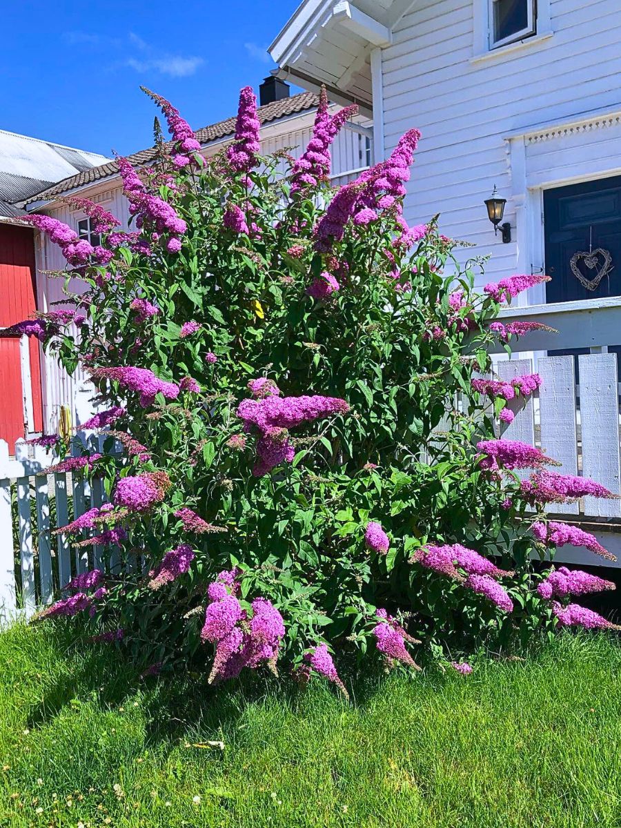 Butterfly Bush - A Favorite Nectar Source for Butterflies