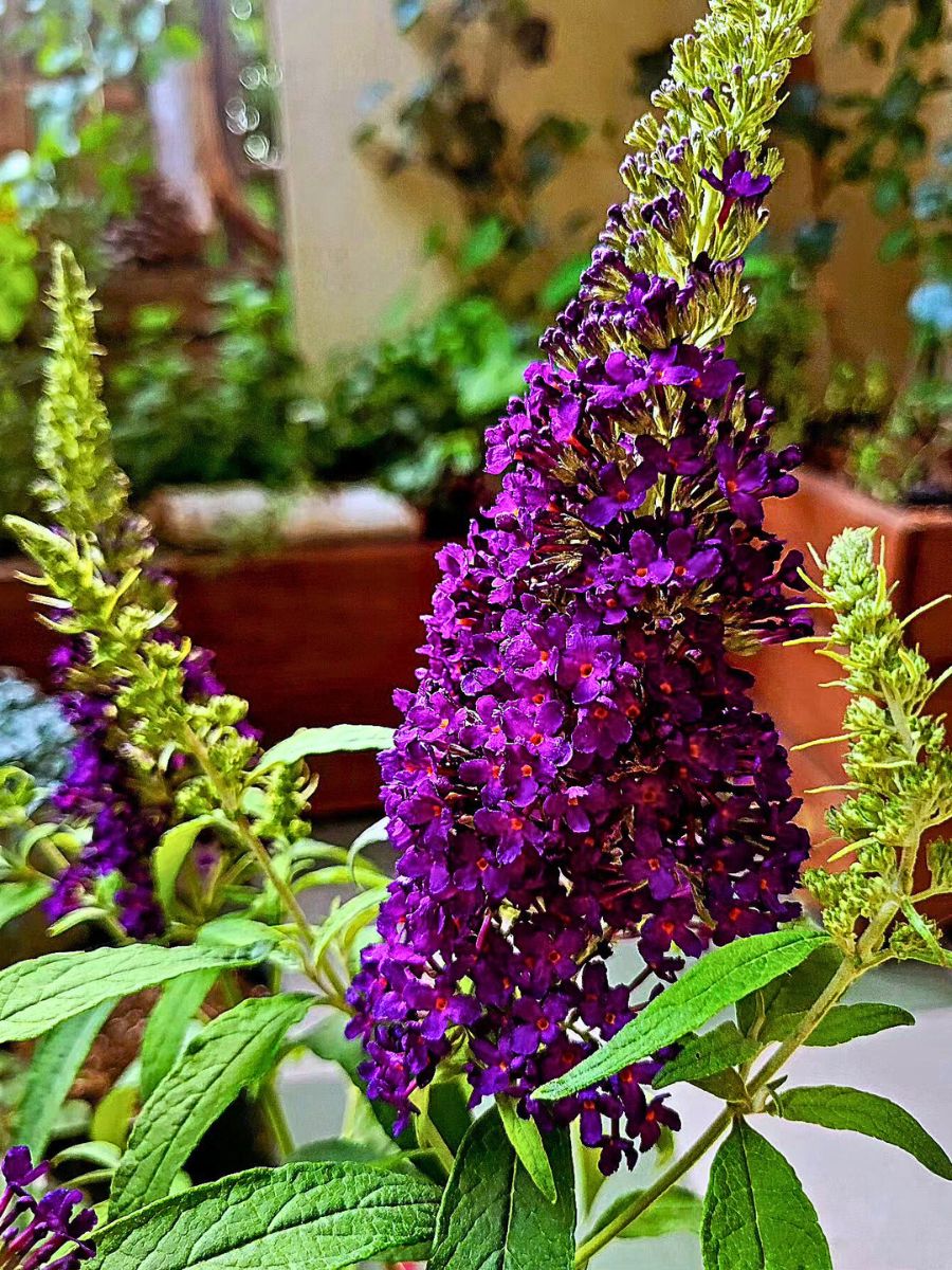 Butterfly Bush - A Favorite Nectar Source for Butterflies