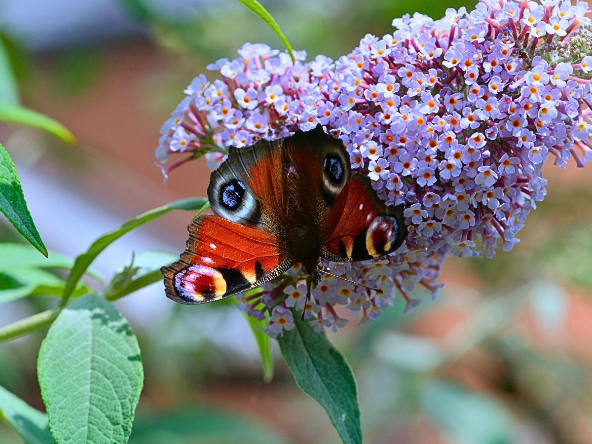 Butterfly Bush - A Favorite Nectar Source for Butterflies