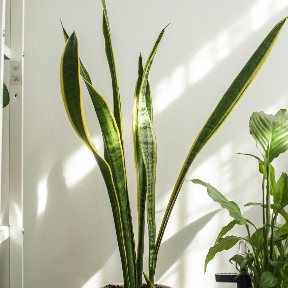 purify your air with indoor Snake plant