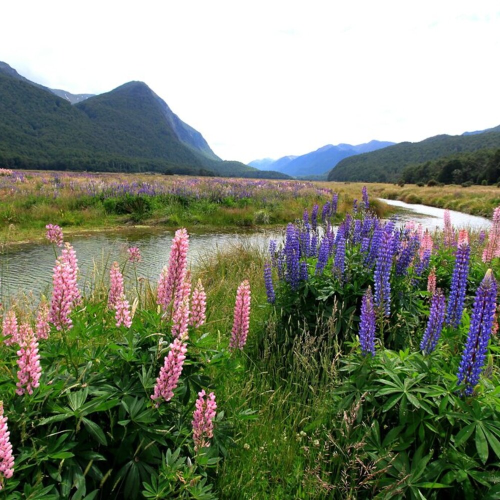 Flower and plants in Fiordland