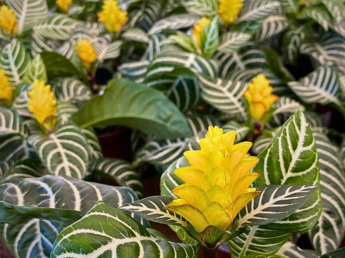 Aphelandra Squarrosa Dania Grown by Richplant Decorum Flowers and Plants