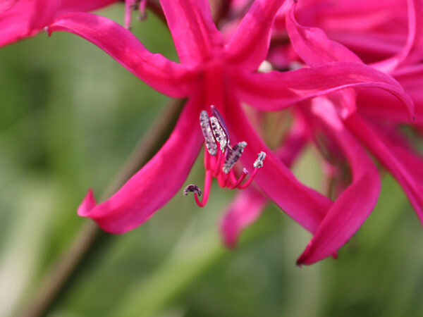 They’re Back - Nerines - What's Your Color