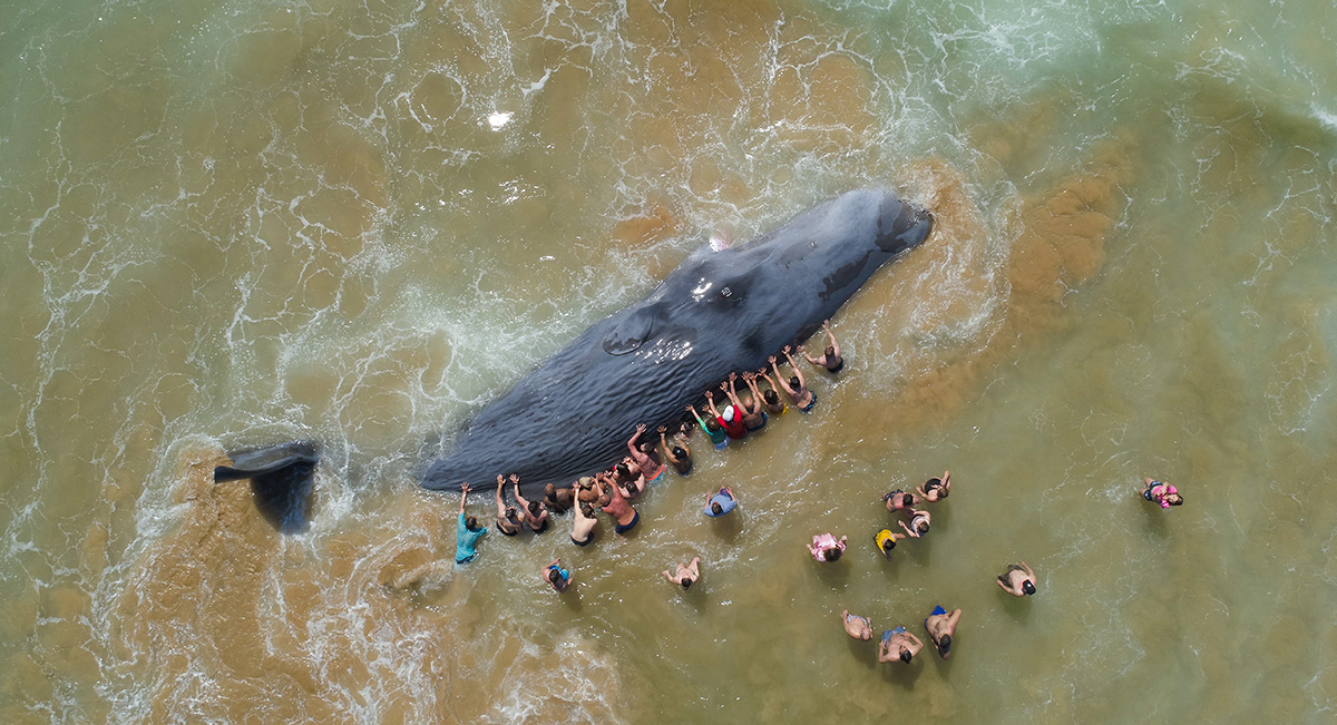 Underwater Photograph of the Year 2024 Nuno Sá