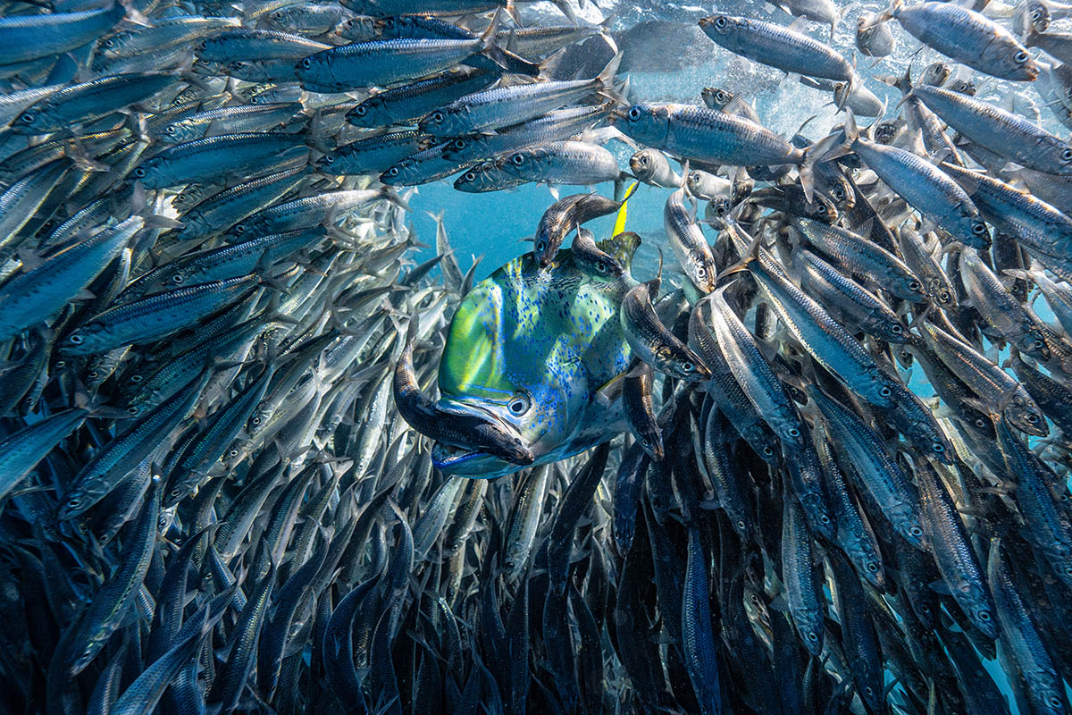 Underwater Photograph of the Year 2024 Lisa Stengel