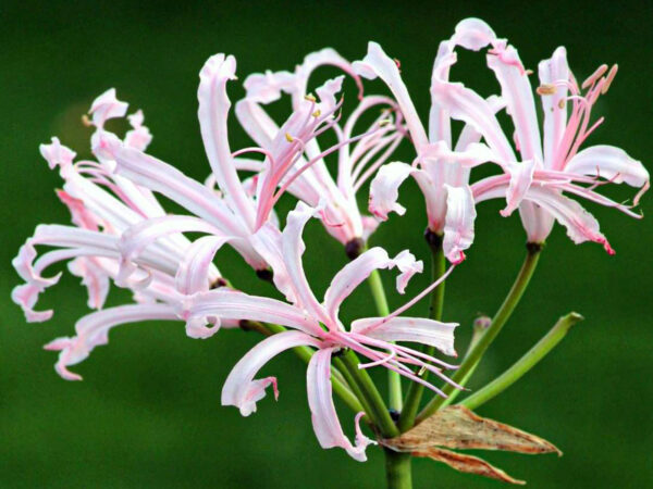 They’re Back - Nerines - What's Your Color - Nerine Vesta K