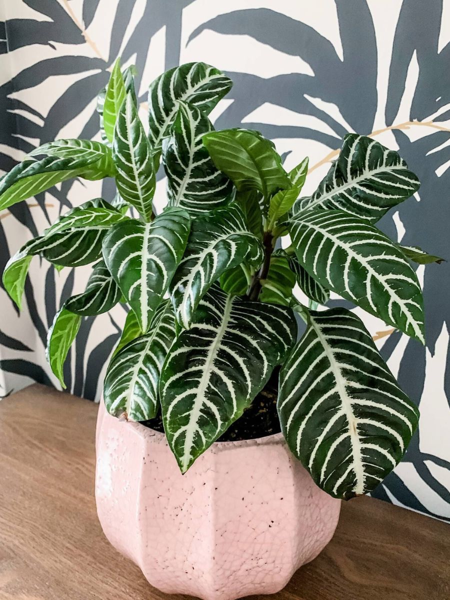 Decorative Element Dark Leaves With White Stripes Aphelandra Squarrosa