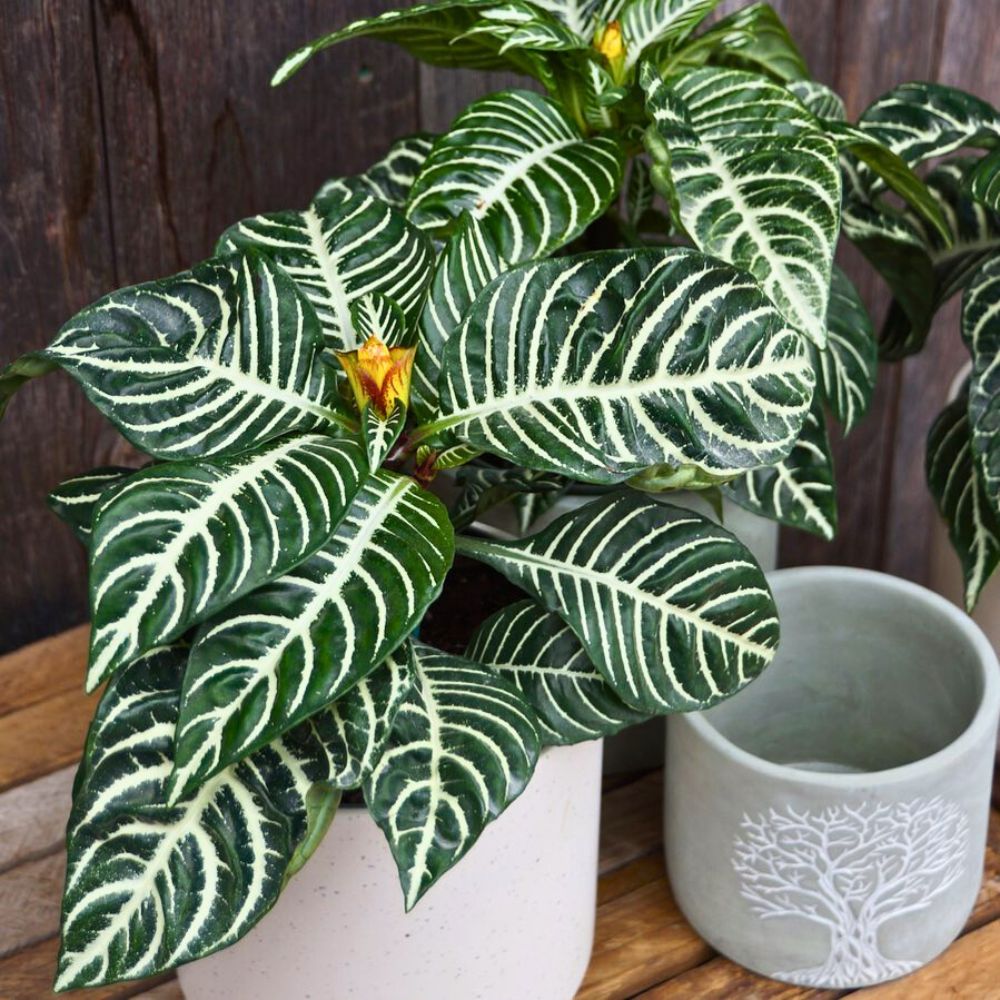 Aphelandra Squarrosa With Its Dark Leaves and White Veins Starts to Bloom