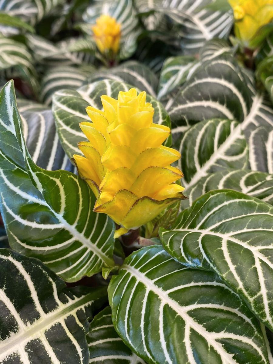 Yellow Flowers of the Aphelandra Squarrosa by Richplant