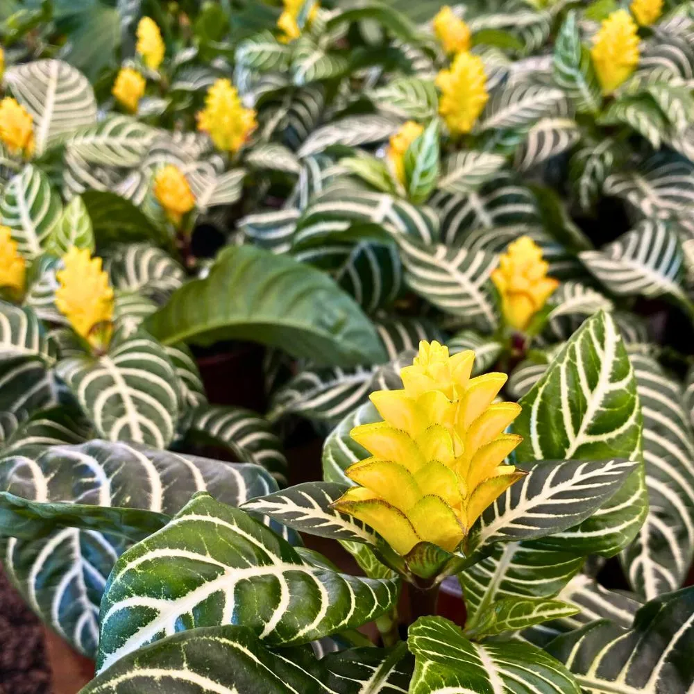 Aphelandra Squarrosa Zebra Plant