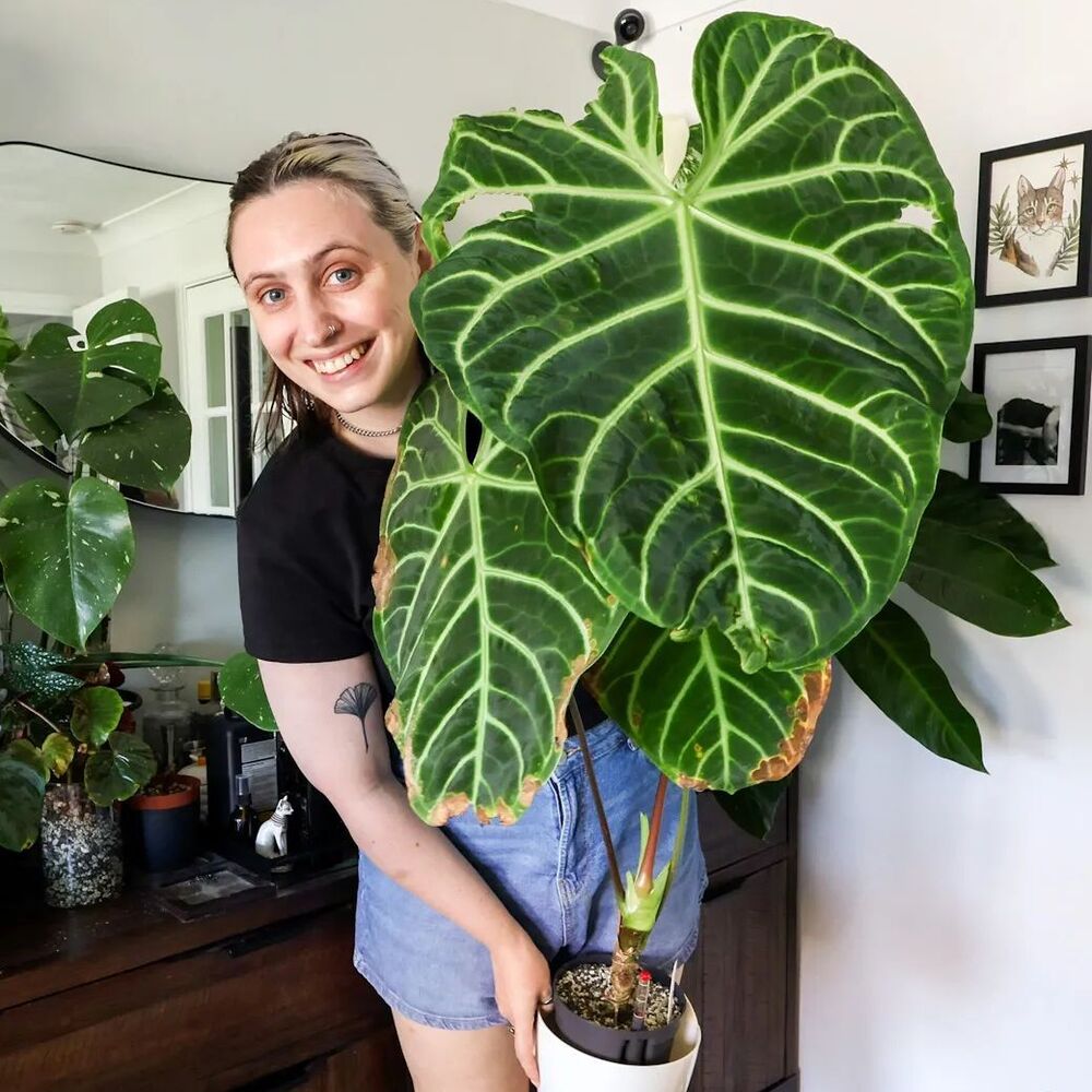 Lady holding big indoor plant