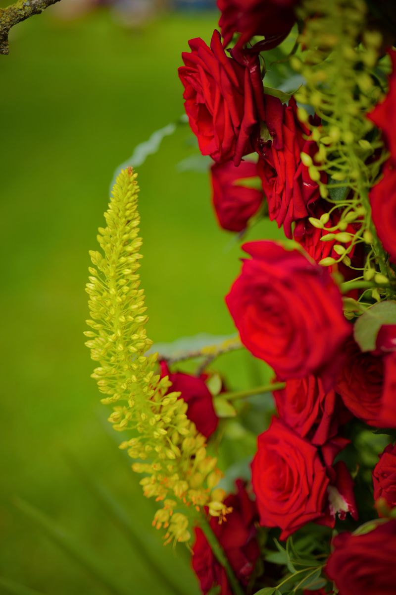 Close Up Arch Red Roses 