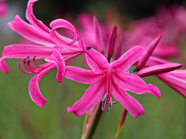 They’re Back - Nerines - What's Your Color