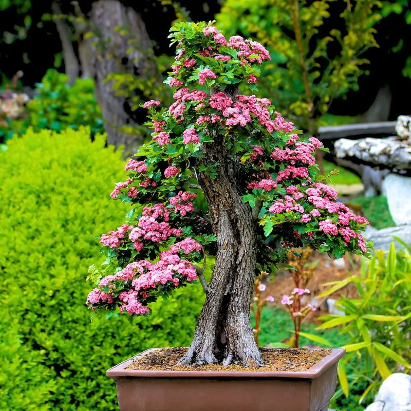 Miniature Bonsai Trees