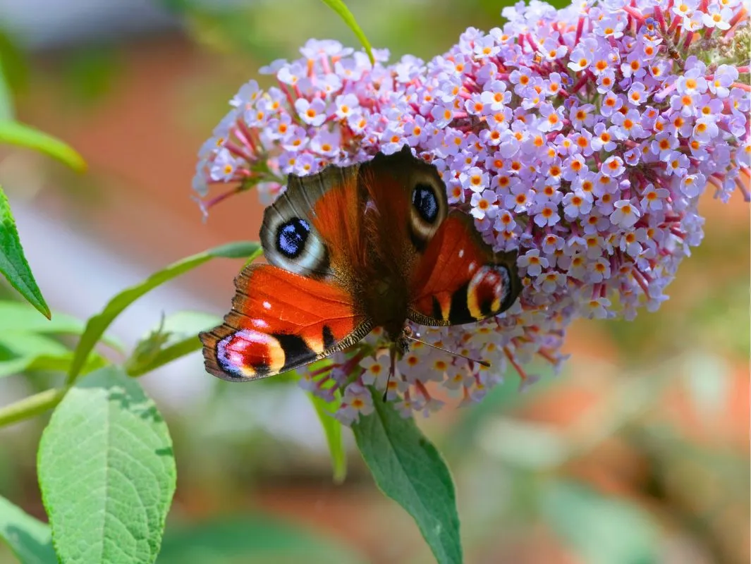 The Butterfly Bush - A Favorite Nectar Source for Butterflies