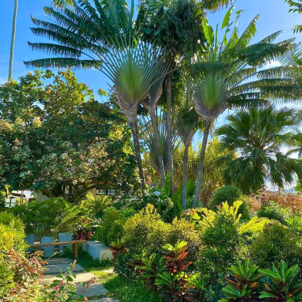 Travelers palm, common name for Ravenala madagascariensis, placed in a garden setting