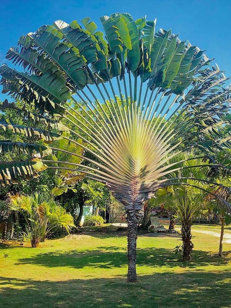 Big green leaves of travelers palm tree