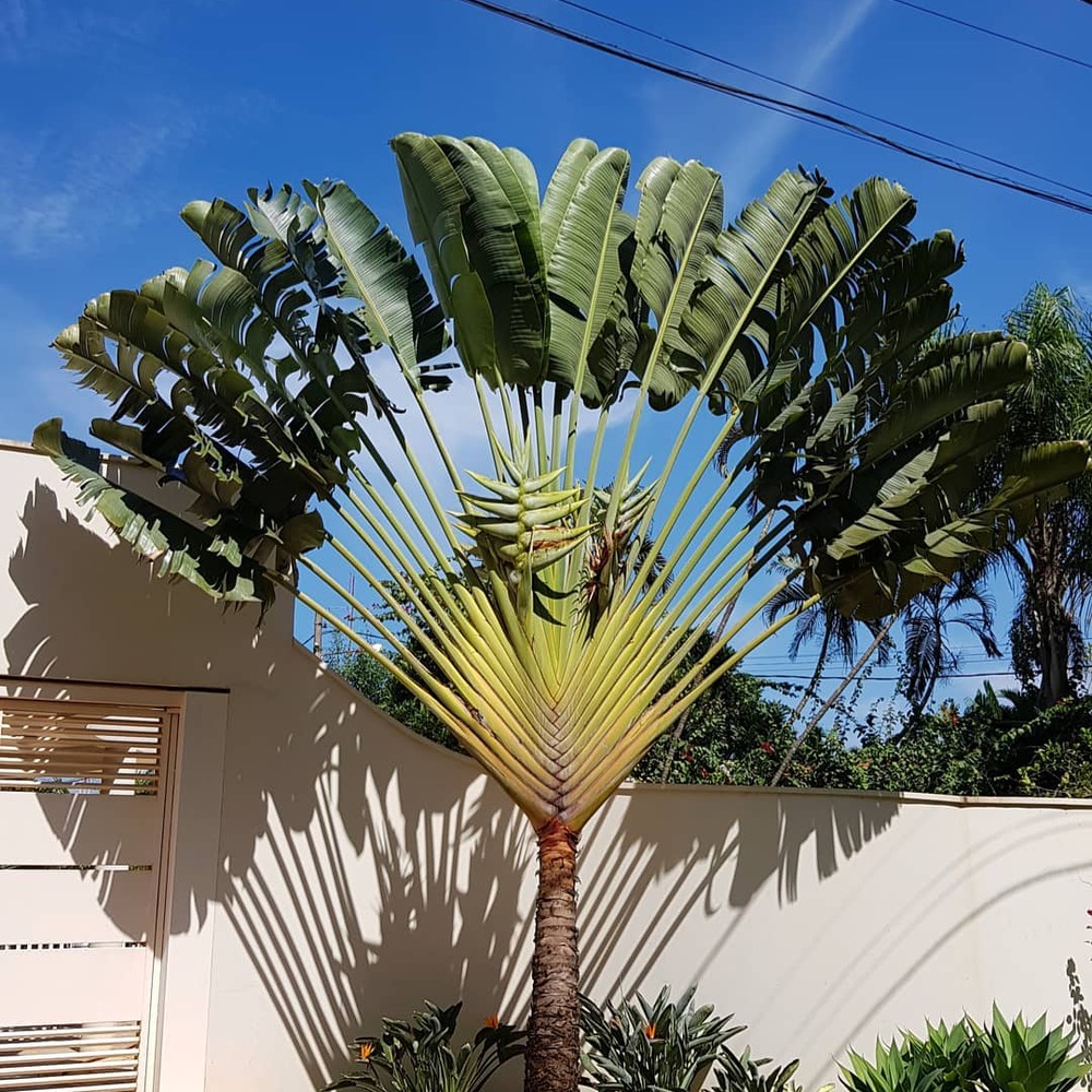 Give new energy to your entrance with traveler palm tree