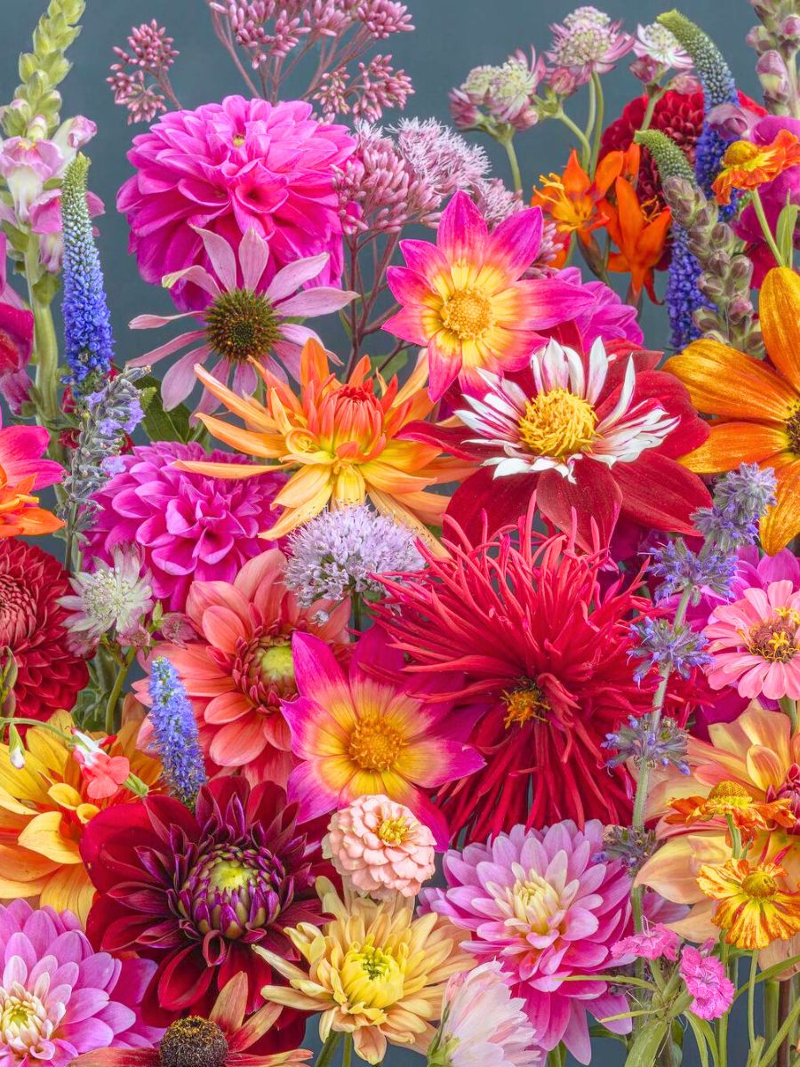 Bright colored flower combination shot by Katrin Engler