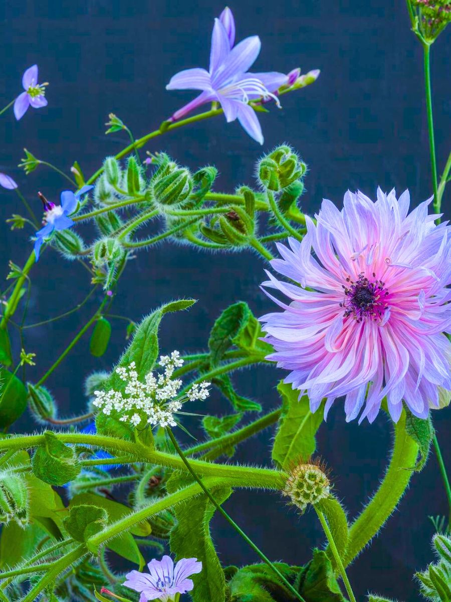 Green stems and pink flower photograph