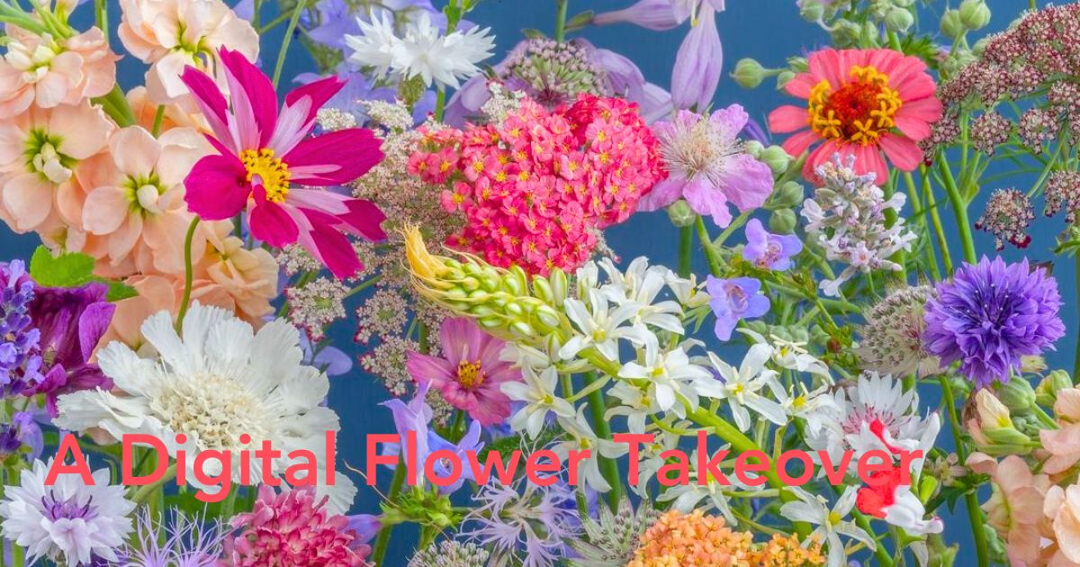 Flower photography in different colors