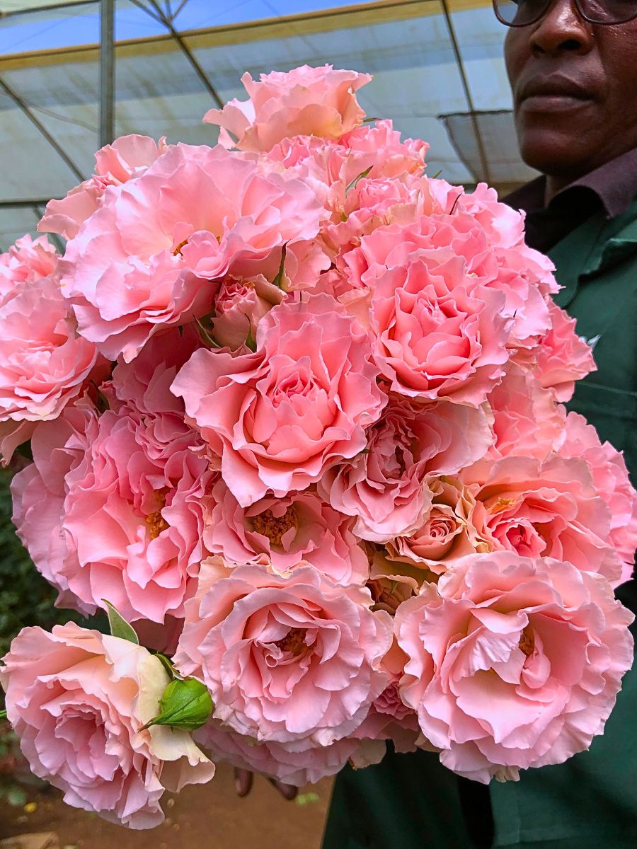 ​​Breeders E.G. Hill and de Ruiter East Africa Present the Unique and Delicate Charm of Spray Rose Constellation