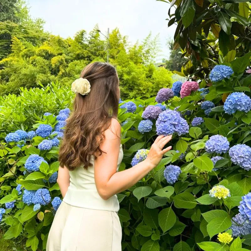 Garden with hydrangeas