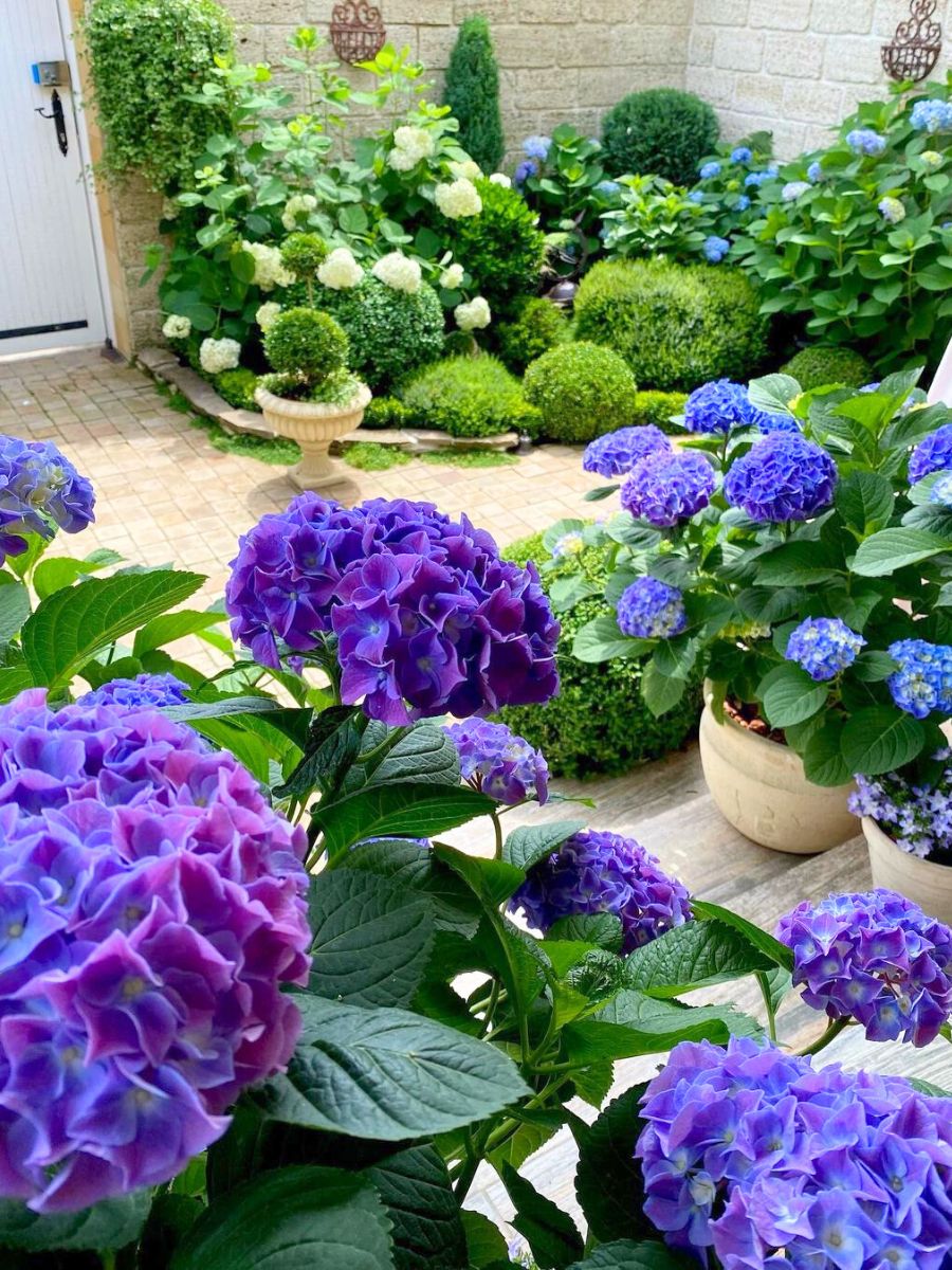 Bright blue and purple hydrangeas