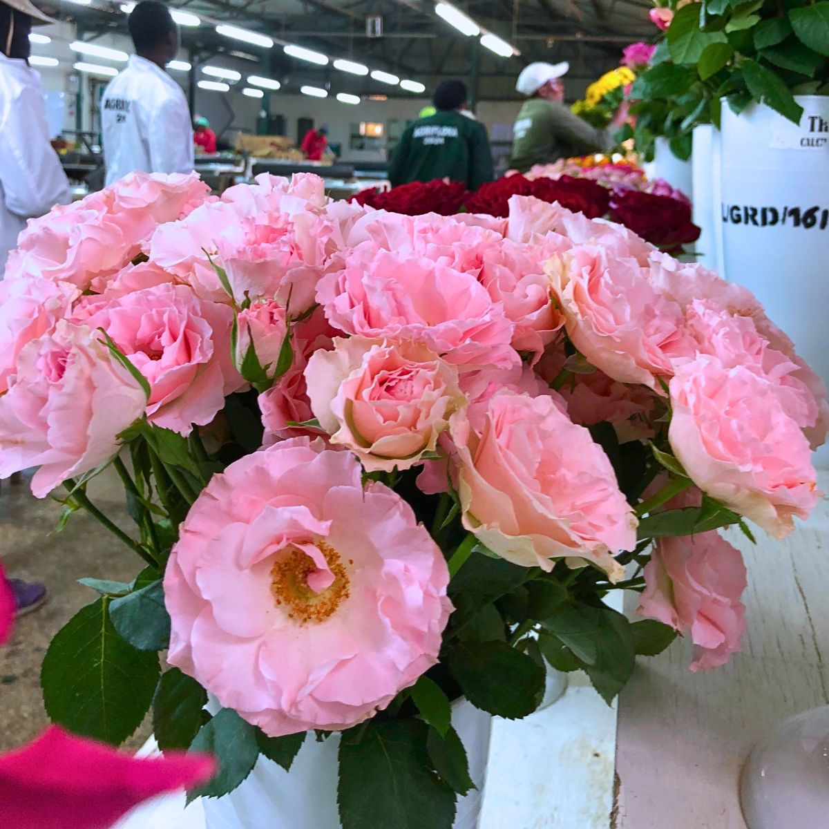 Breeders E.G. Hill and de Ruiter East Africa Present the Unique and Delicate Charm of Spray Rose Constellation