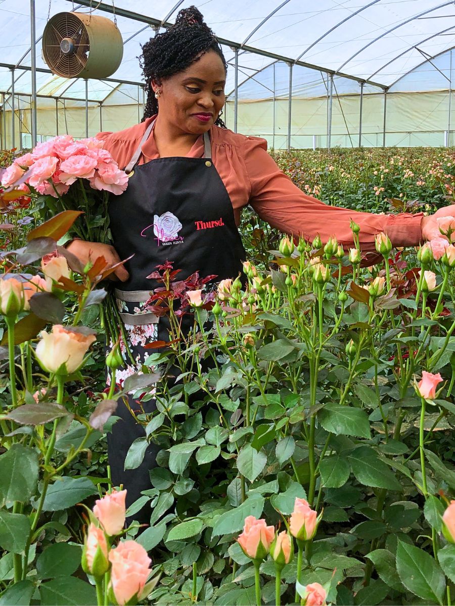 Breeders E.G. Hill and de Ruiter East Africa Present the Unique and Delicate Charm of Spray Rose Constellation