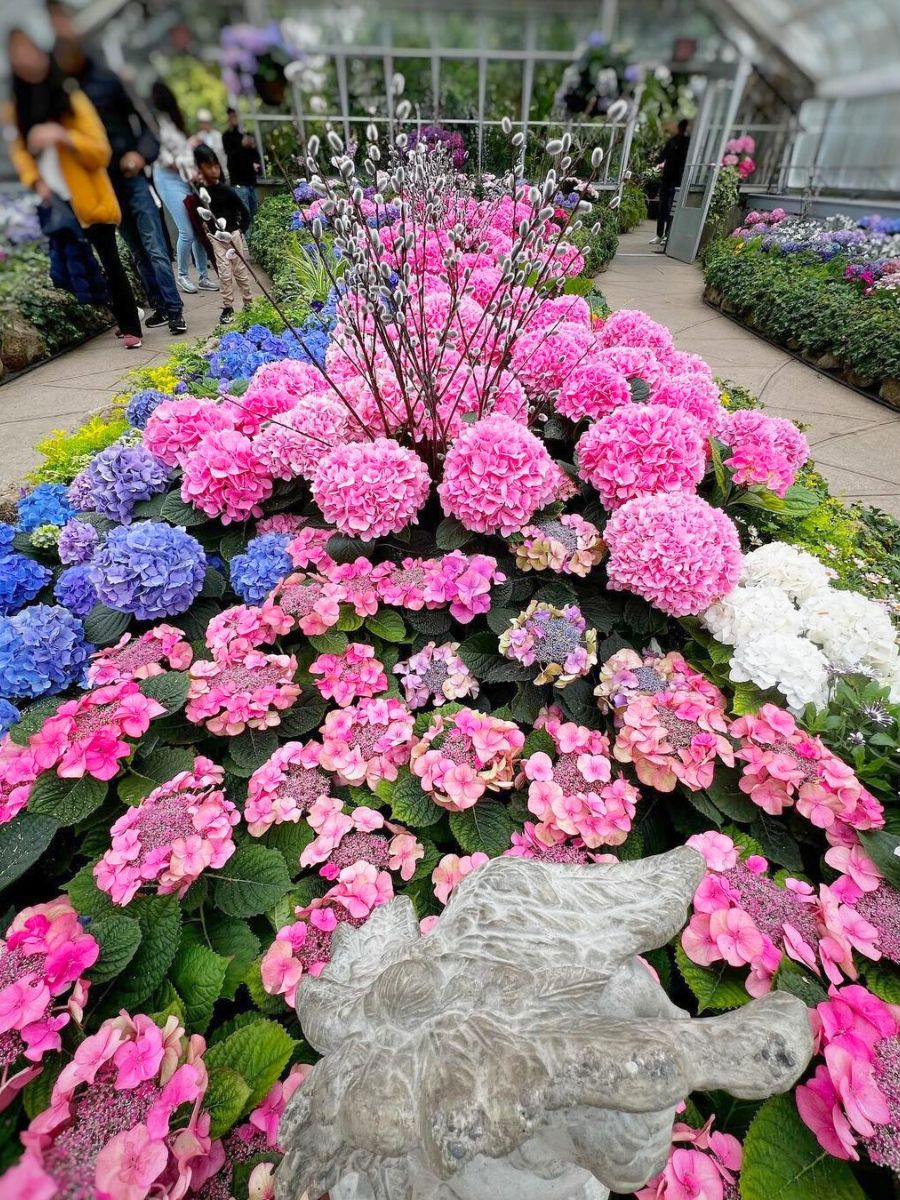 Bright pink blue and white hydrangeas