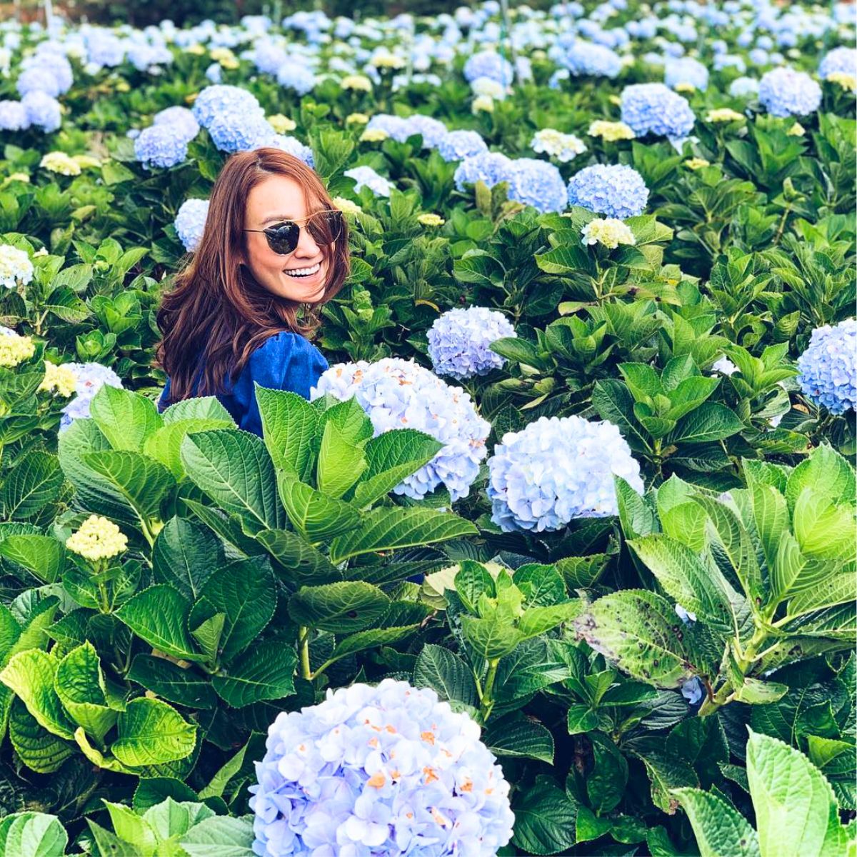 Garden of light blue hydrangeas