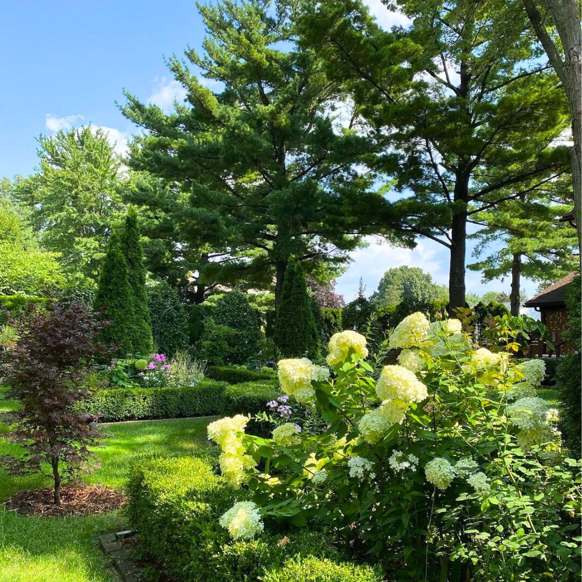 White hydrangeas in a garden