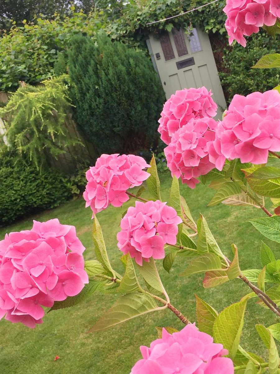 Blooming pink hydrangeas