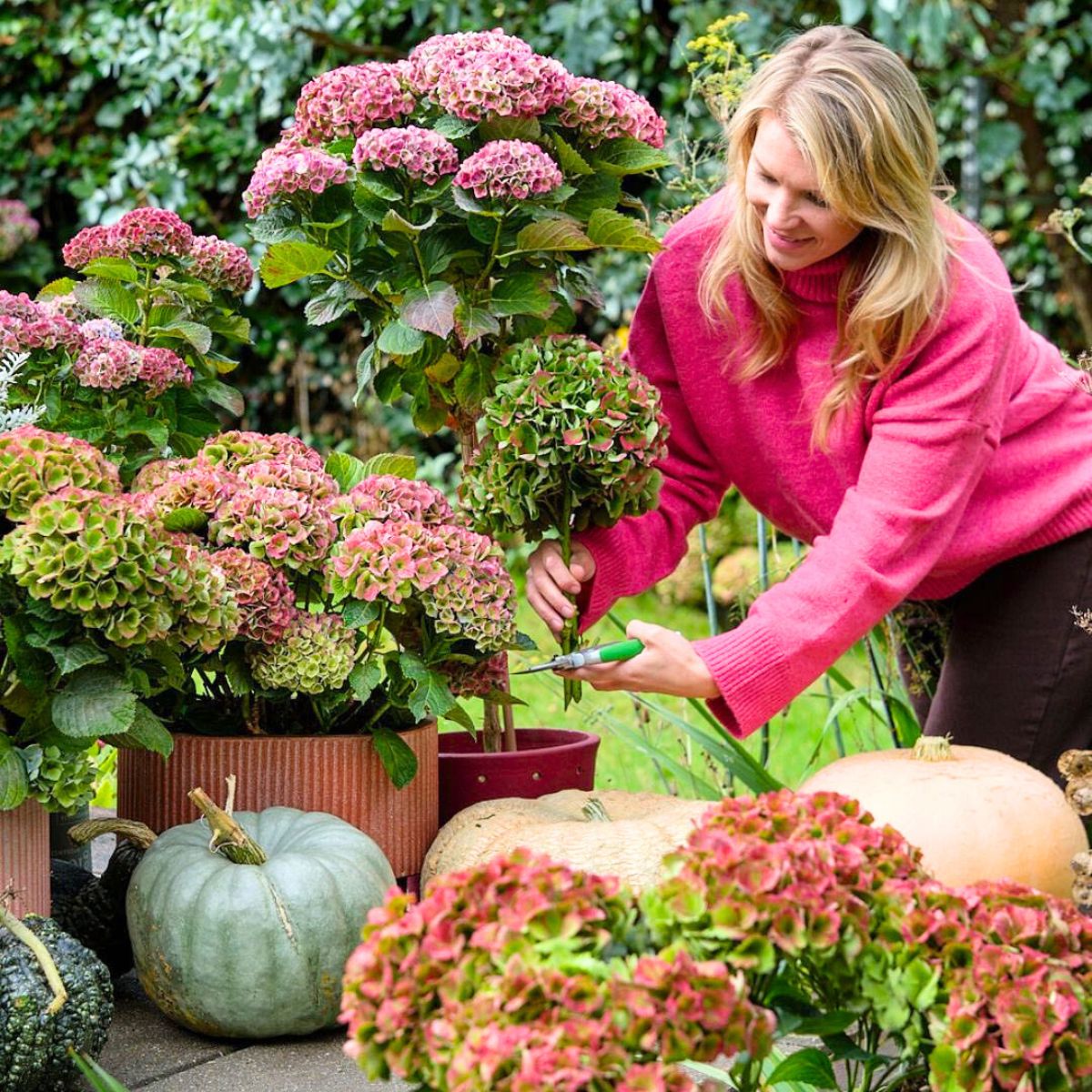 Cutting and caring for hydrangeas