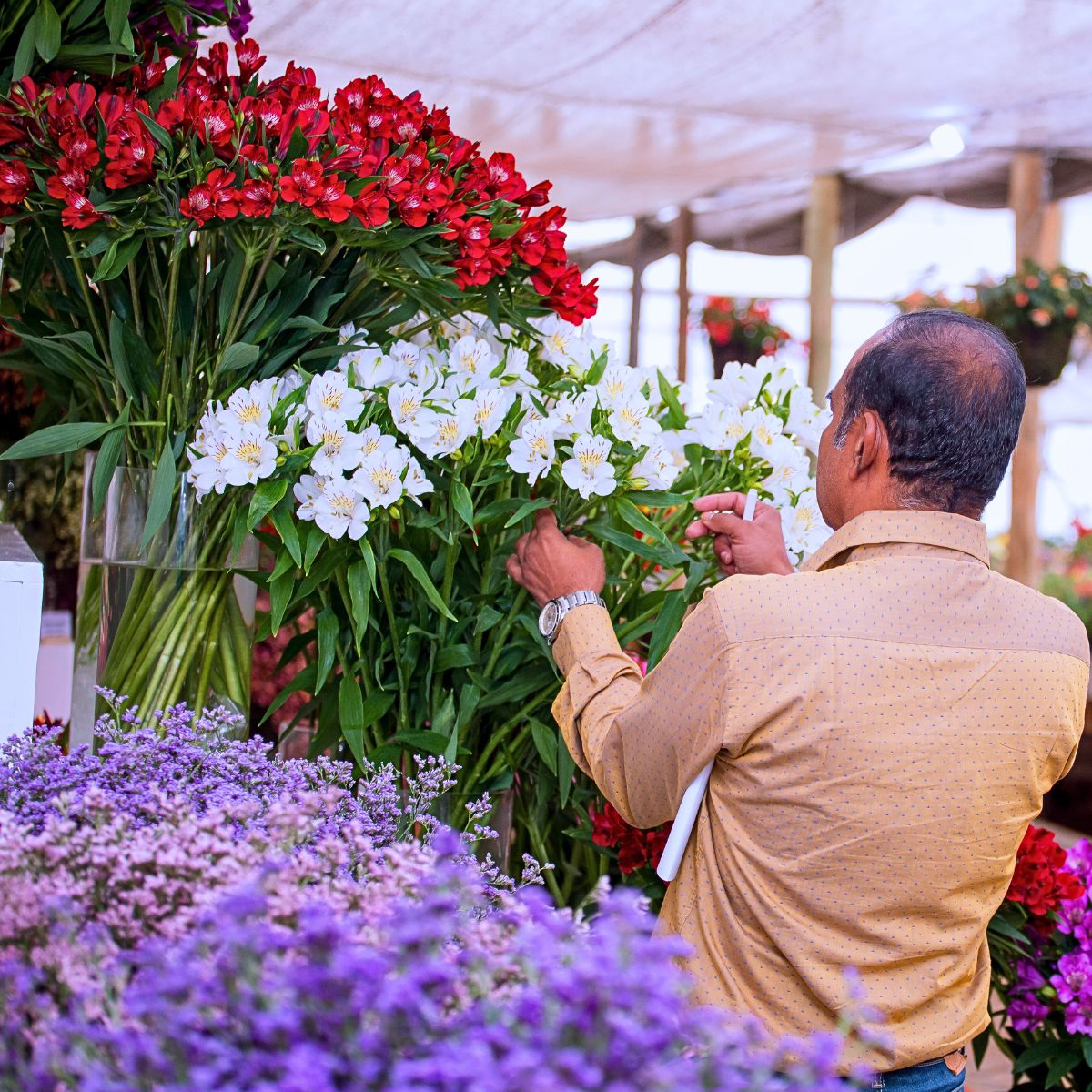 ​Murara Plants Provides the Solutions for Your Summer Cut Flower Needs