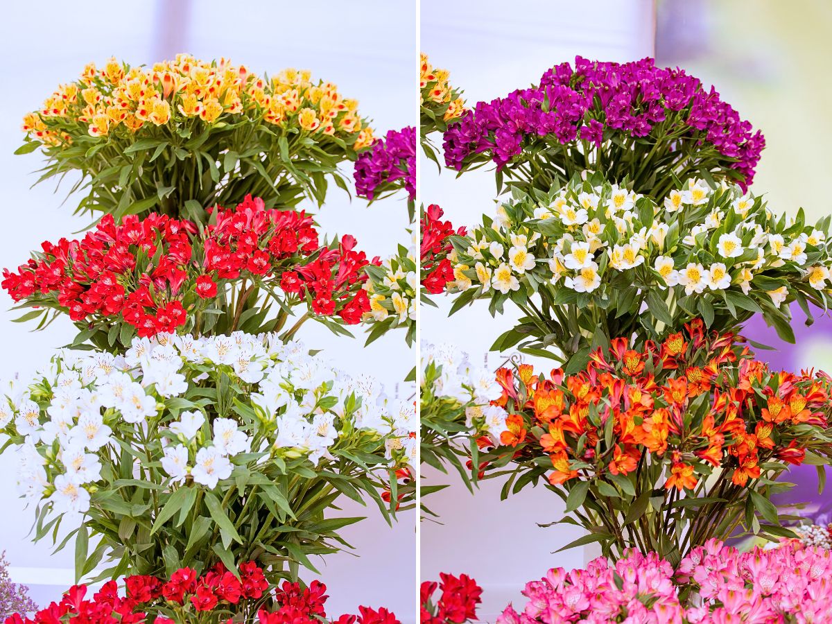 ​Murara Plants Provides the Solutions for Your Summer Cut Flower Needs