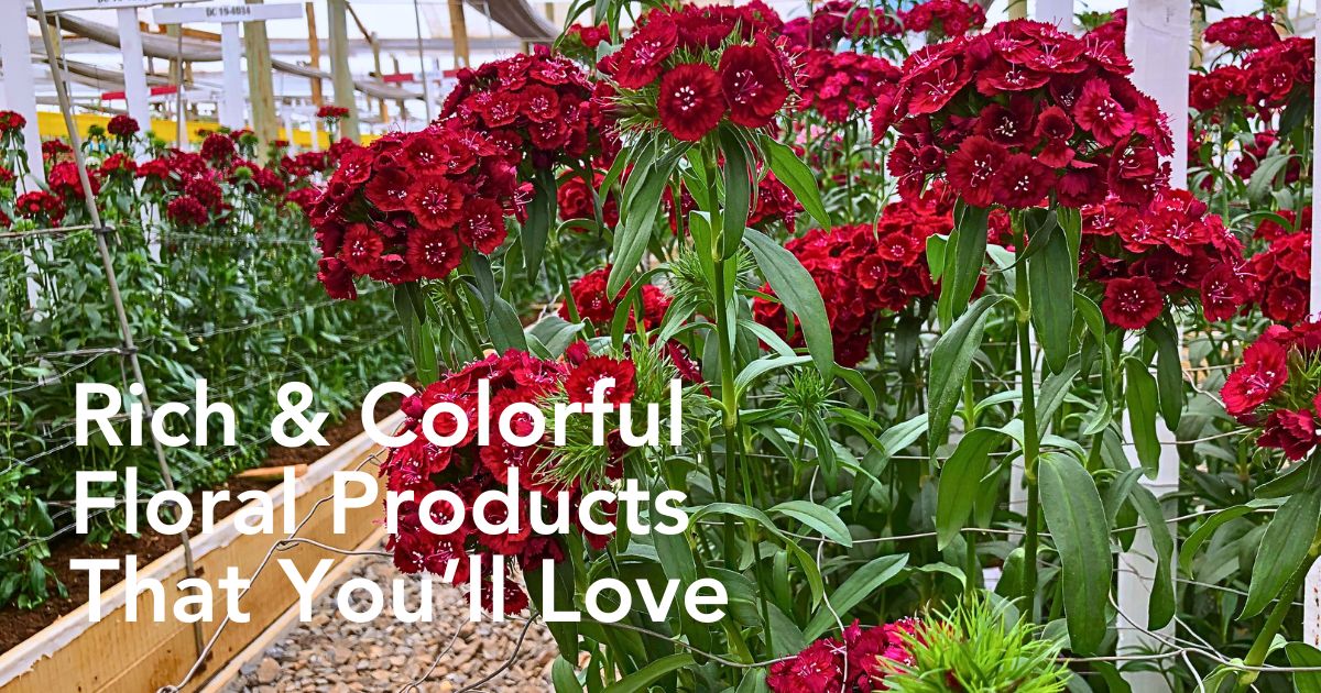 HilverdaFlorist’s Murara Plants Has Everything You Need for a Colorful Summer Cut Flower Experience!